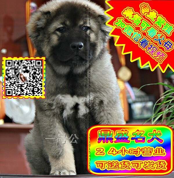高加索犬、微信视频、可见父母、可送货可发货