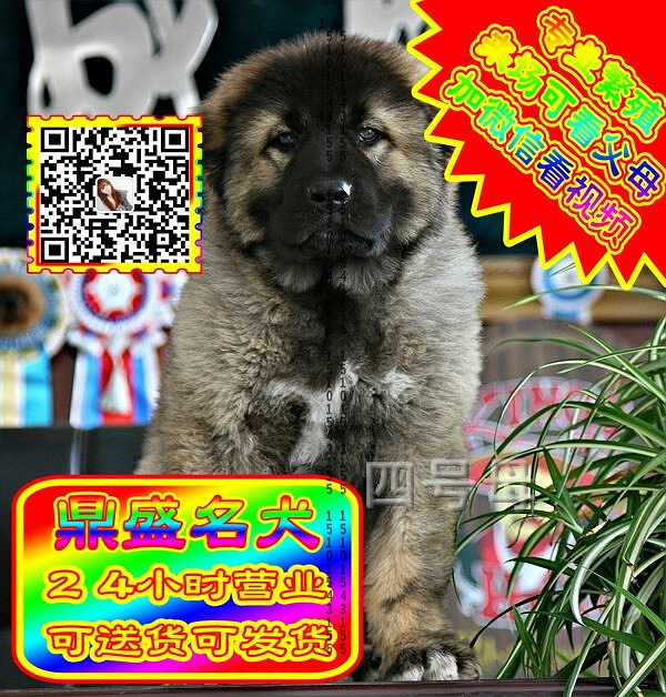 高加索犬、微信视频、可见父母、可送货可发货