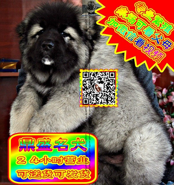 高加索犬、微信视频、可见父母、可送货可发货