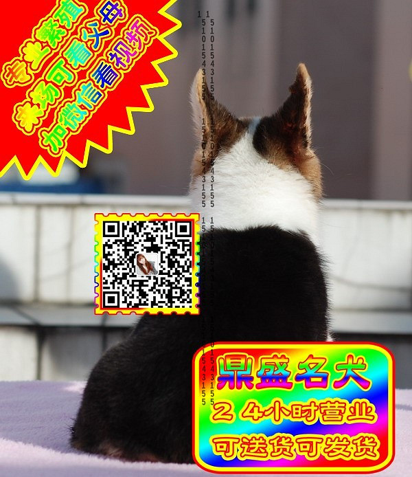 柯基幼犬、微信视频、可见父母、可送货可发货