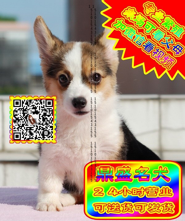 柯基幼犬、微信视频、可见父母、可送货可发货
