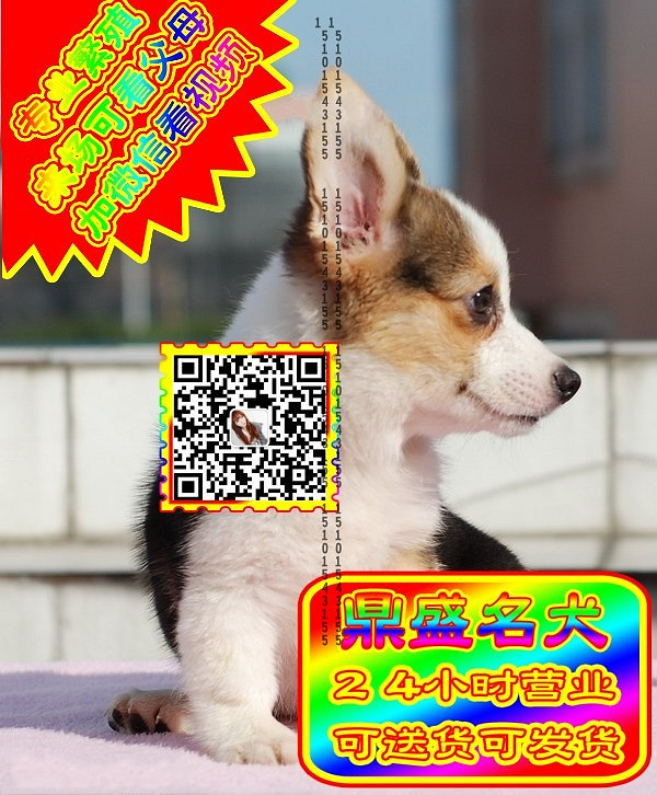 柯基幼犬、微信视频、可见父母、可送货可发货