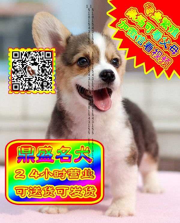 柯基幼犬、微信视频、可见父母、可送货可发货