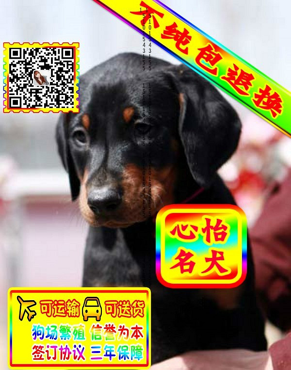 杜宾幼犬、微信视频、可见父母、可送货可发货