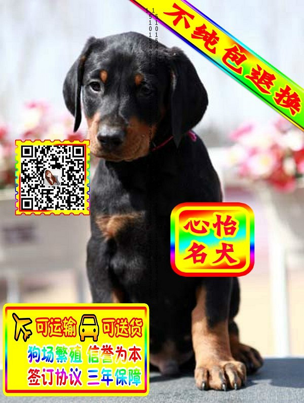 杜宾幼犬、微信视频、可见父母、可送货可发货