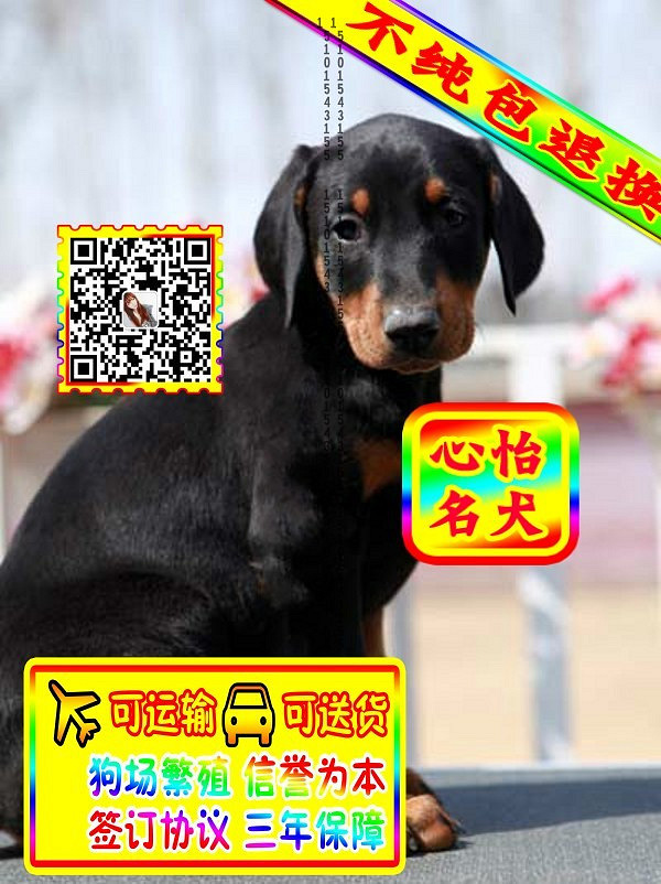 杜宾幼犬、微信视频、可见父母、可送货可发货