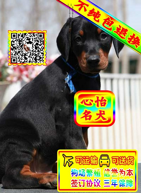 杜宾幼犬、微信视频、可见父母、可送货可发货