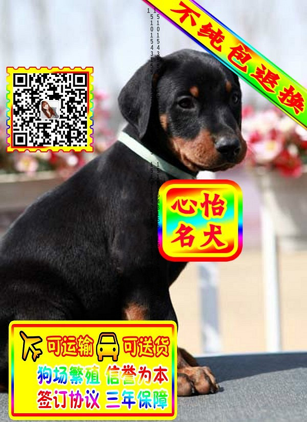 杜宾幼犬、微信视频、可见父母、可送货可发货