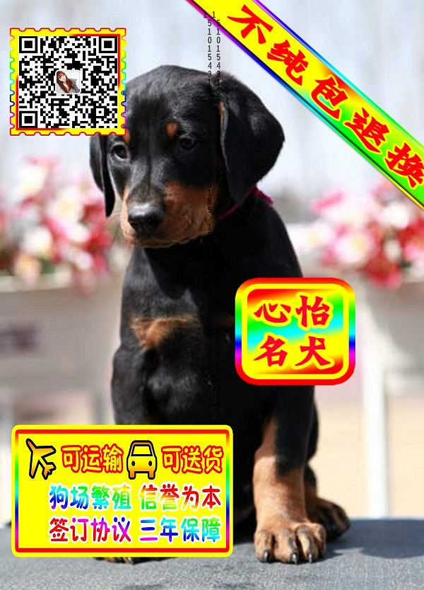 杜宾幼犬、微信视频、可见父母、可送货可发货