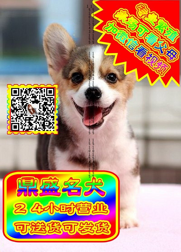 柯基幼犬、微信视频、可见父母、可送货可发货