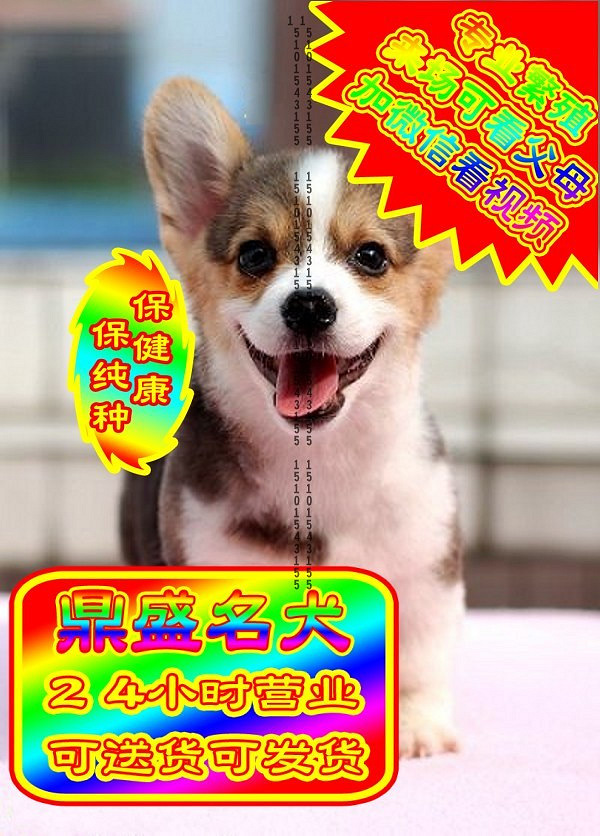 柯基幼犬、微信视频、可见父母、可送货可发货