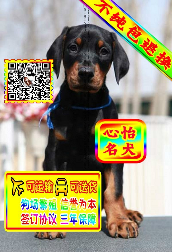 杜宾幼犬、微信视频、可见父母、可送货可发货