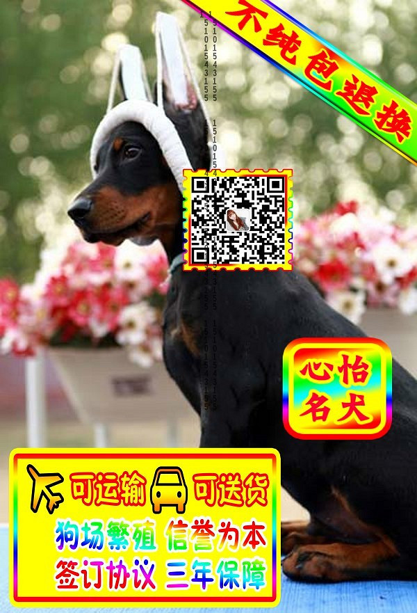杜宾幼犬、微信视频、可见父母、可送货可发货