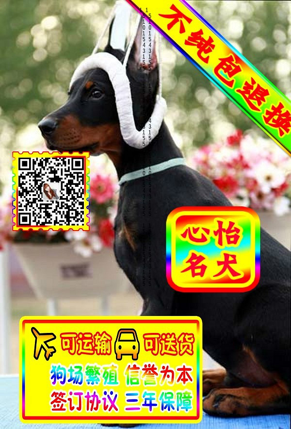 杜宾幼犬、微信视频、可见父母、可送货可发货