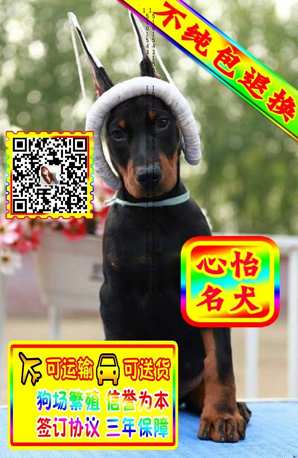 杜宾幼犬、微信视频、可见父母、可送货可发货