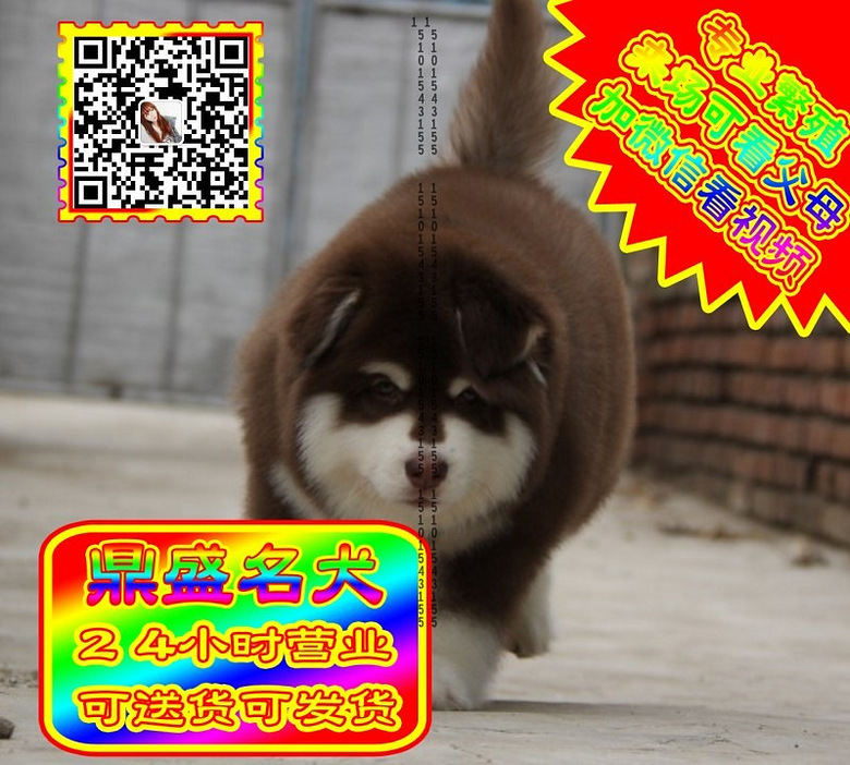 阿拉斯加、微信视频、可见父母、可送货可发货