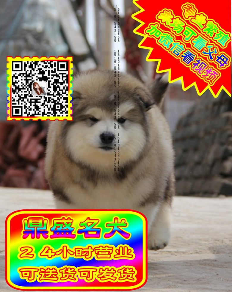 阿拉斯加、微信视频、可见父母、可送货可发货