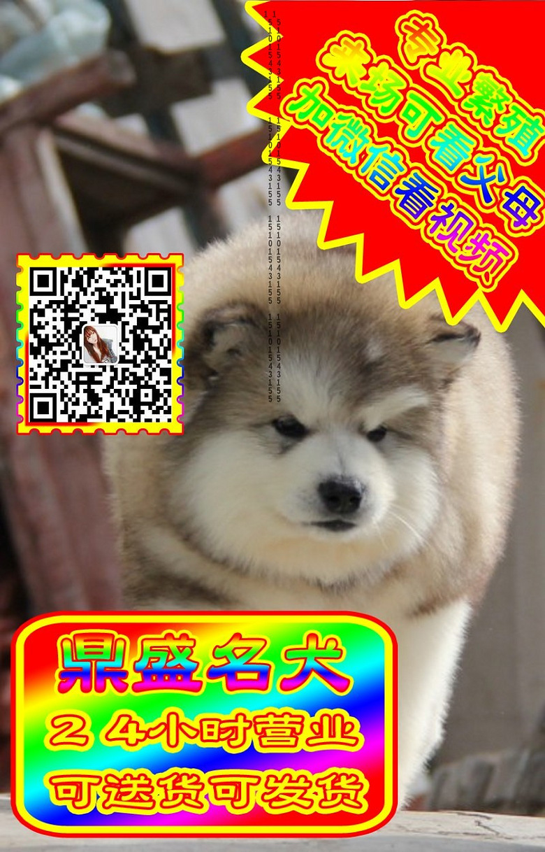 阿拉斯加、微信视频、可见父母、可送货可发货