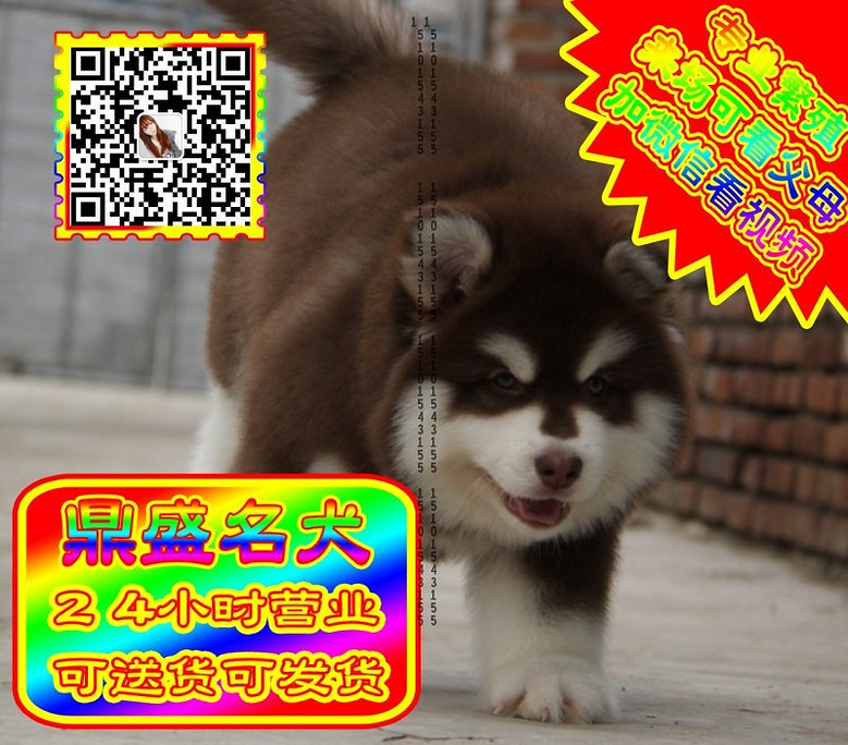 阿拉斯加、微信视频、可见父母、可送货可发货