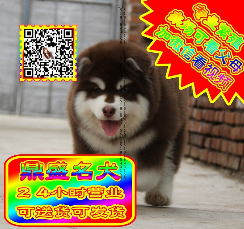 阿拉斯加、微信视频、可见父母、可送货可发货