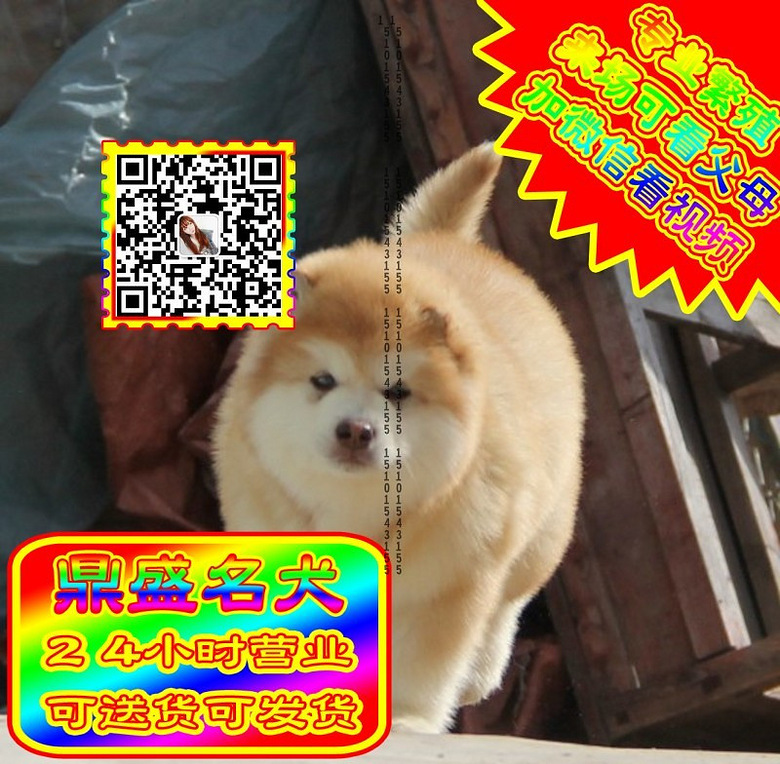 阿拉斯加、微信视频、可见父母、可送货可发货