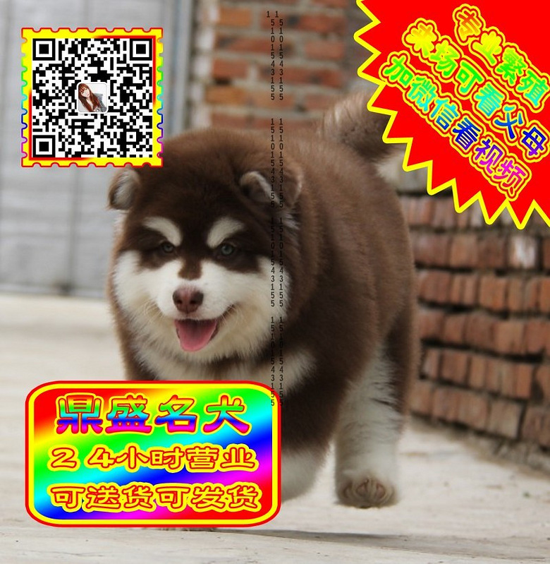 阿拉斯加、微信视频、可见父母、可送货可发货