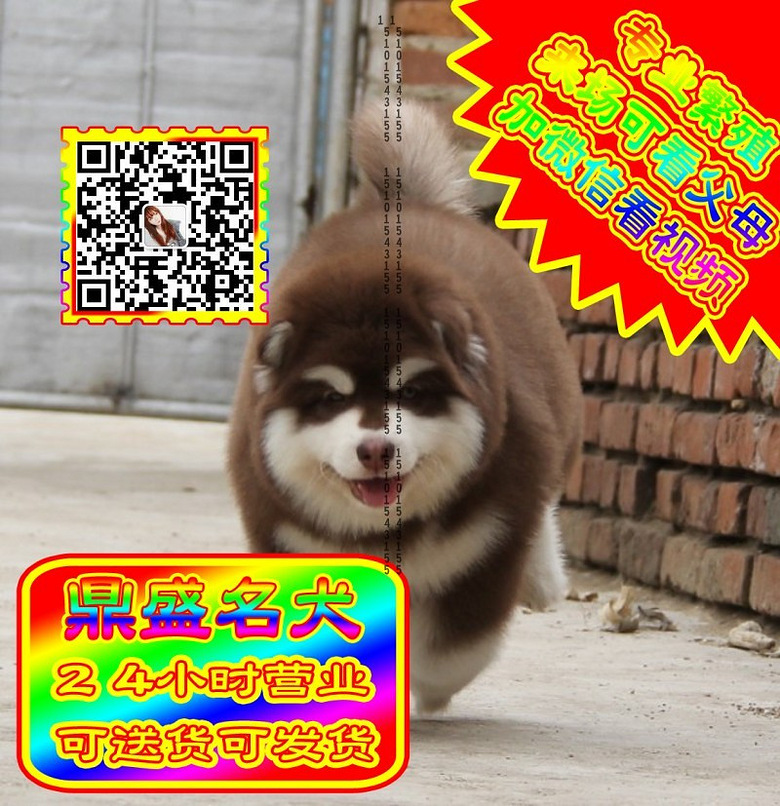 阿拉斯加、微信视频、可见父母、可送货可发货