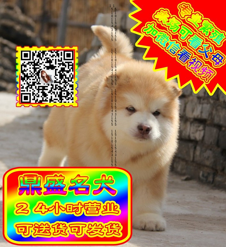 阿拉斯加、微信视频、可见父母、可送货可发货