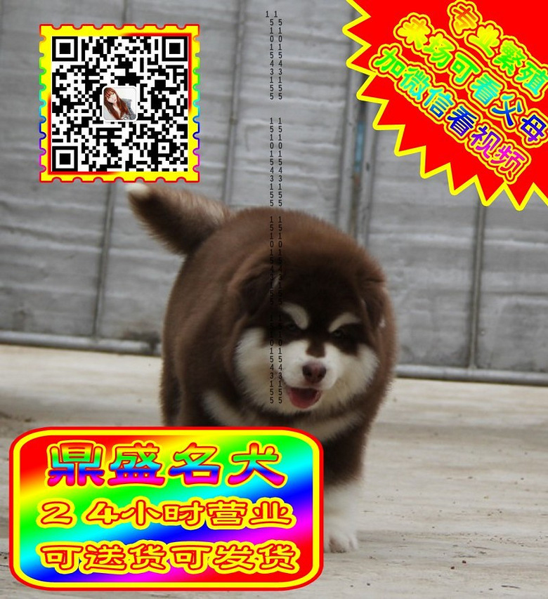 阿拉斯加、微信视频、可见父母、可送货可发货