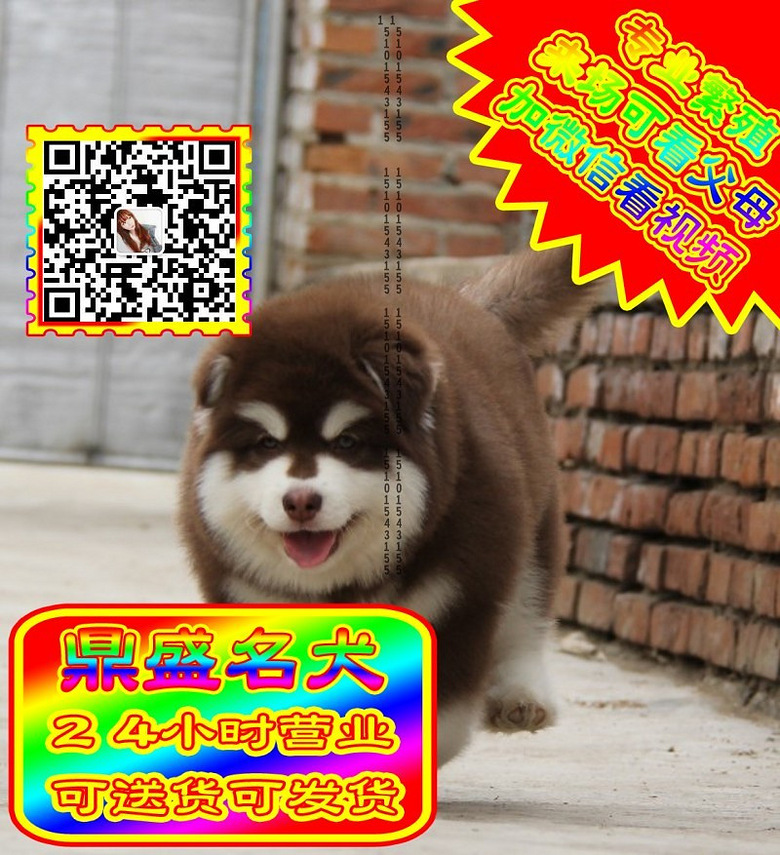 阿拉斯加、微信视频、可见父母、可送货可发货