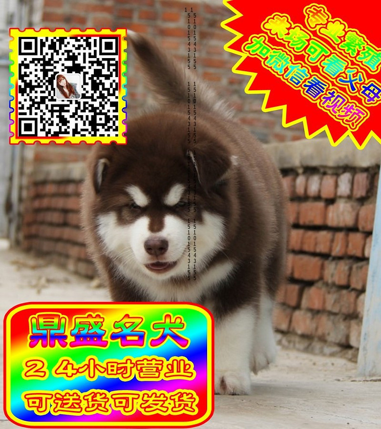 阿拉斯加、微信视频、可见父母、可送货可发货