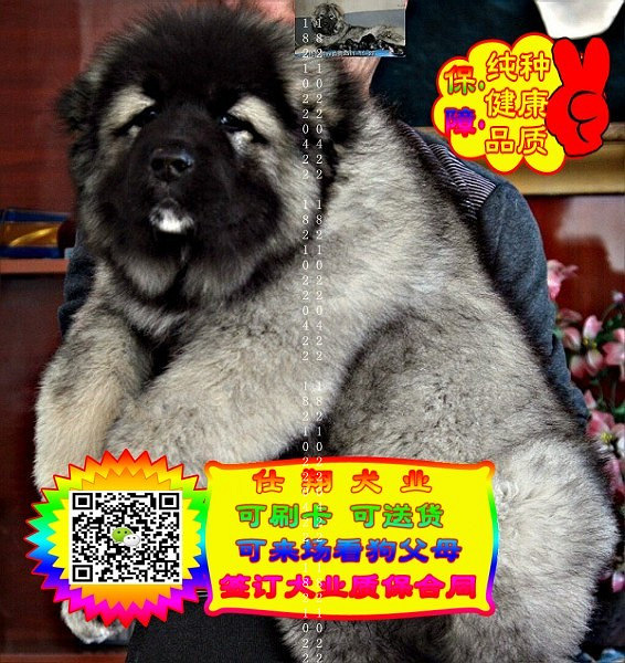 可免费送货上门、高加索犬、微信视频、签质保协议