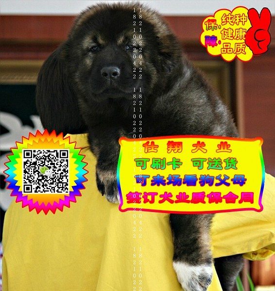 可免费送货上门、高加索犬、微信视频、签质保协议