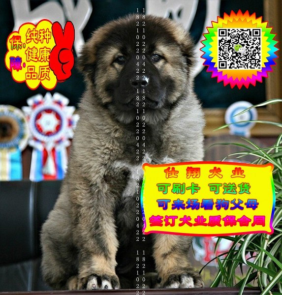 可免费送货上门、高加索犬、微信视频、签质保协议