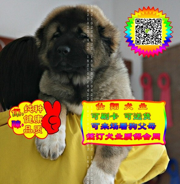 可免费送货上门、高加索犬、微信视频、签质保协议