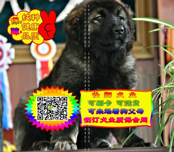 可免费送货上门、高加索犬、微信视频、签质保协议