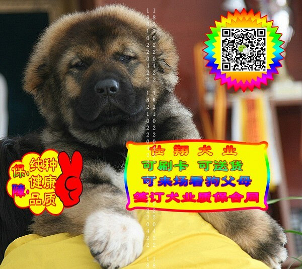 可免费送货上门、高加索犬、微信视频、签质保协议