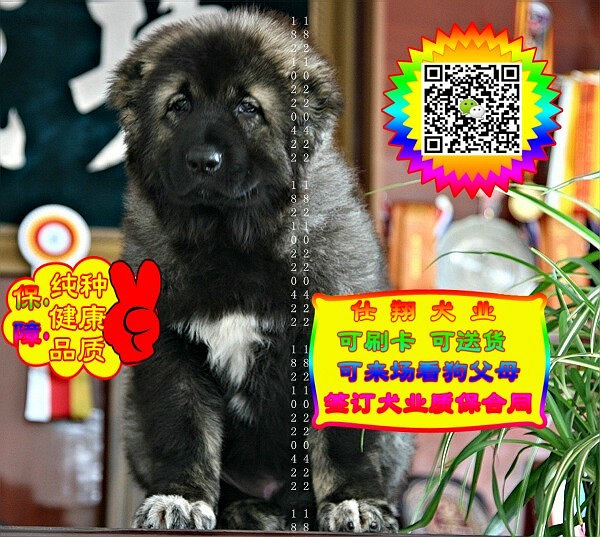 可免费送货上门、高加索犬、微信视频、签质保协议