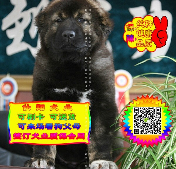 可免费送货上门、高加索犬、微信视频、签质保协议