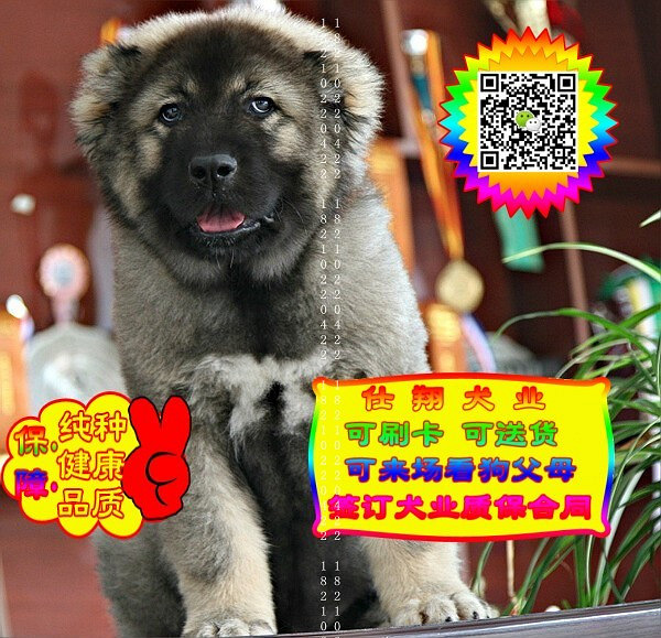 可免费送货上门、高加索犬、微信视频、签质保协议