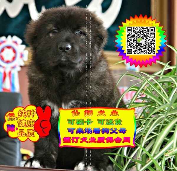 可免费送货上门、高加索犬、微信视频、签质保协议