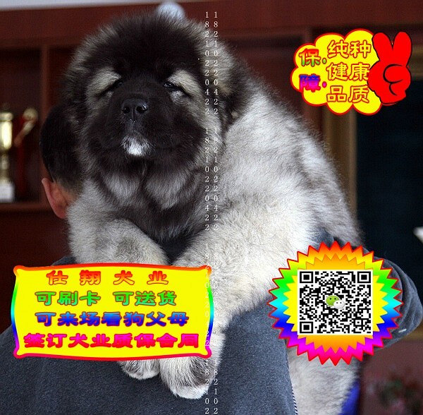 可免费送货上门、高加索犬、微信视频、签质保协议