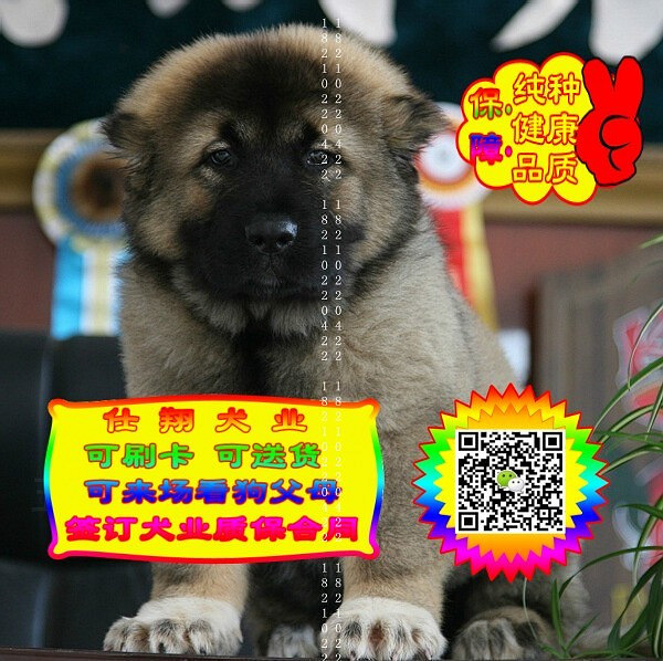 可免费送货上门、高加索犬、微信视频、签质保协议