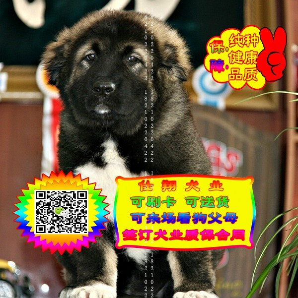 可免费送货上门、高加索犬、微信视频、签质保协议