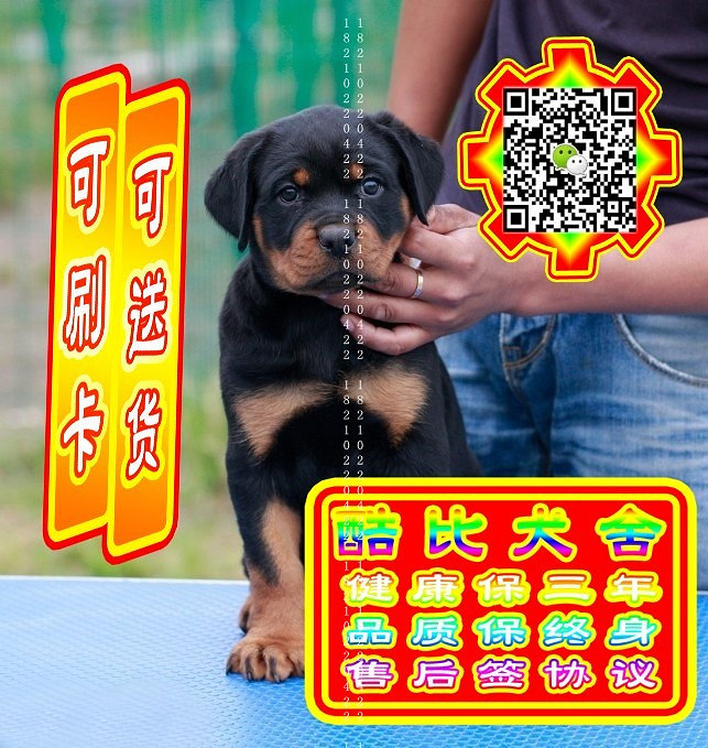 可免费送货上门、罗威纳犬、微信视频、签质保协议