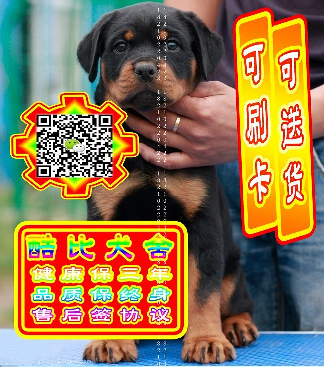 可免费送货上门、罗威纳犬、微信视频、签质保协议