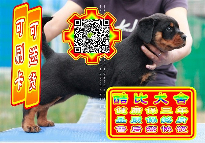 可免费送货上门、罗威纳犬、微信视频、签质保协议