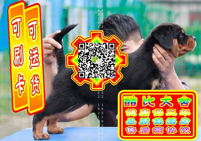 可免费送货上门、罗威纳犬、微信视频、签质保协议