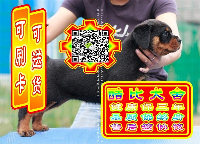 可免费送货上门、罗威纳犬、微信视频、签质保协议