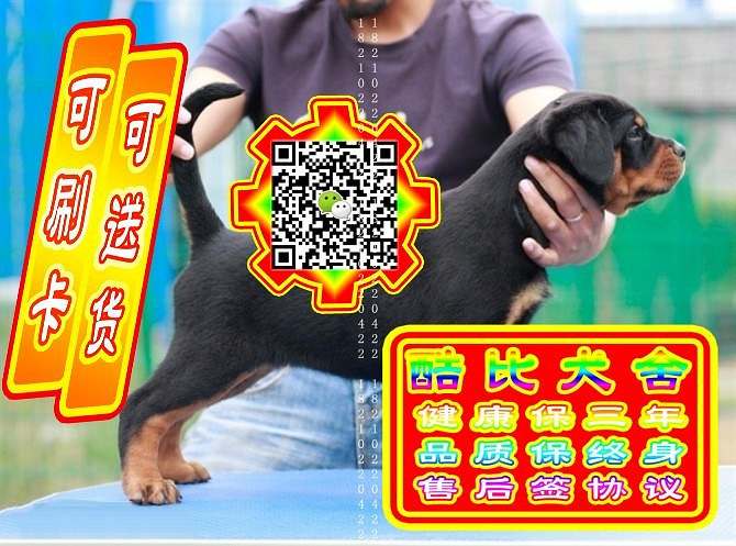 可免费送货上门、罗威纳犬、微信视频、签质保协议